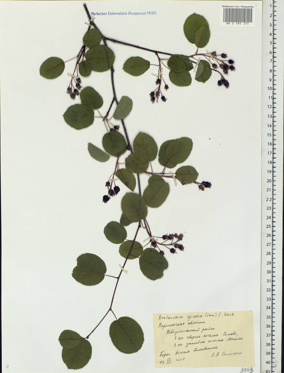 Amelanchier × spicata (Lam.) K. Koch, Eastern Europe, Central forest-and-steppe region (E6) (Russia)