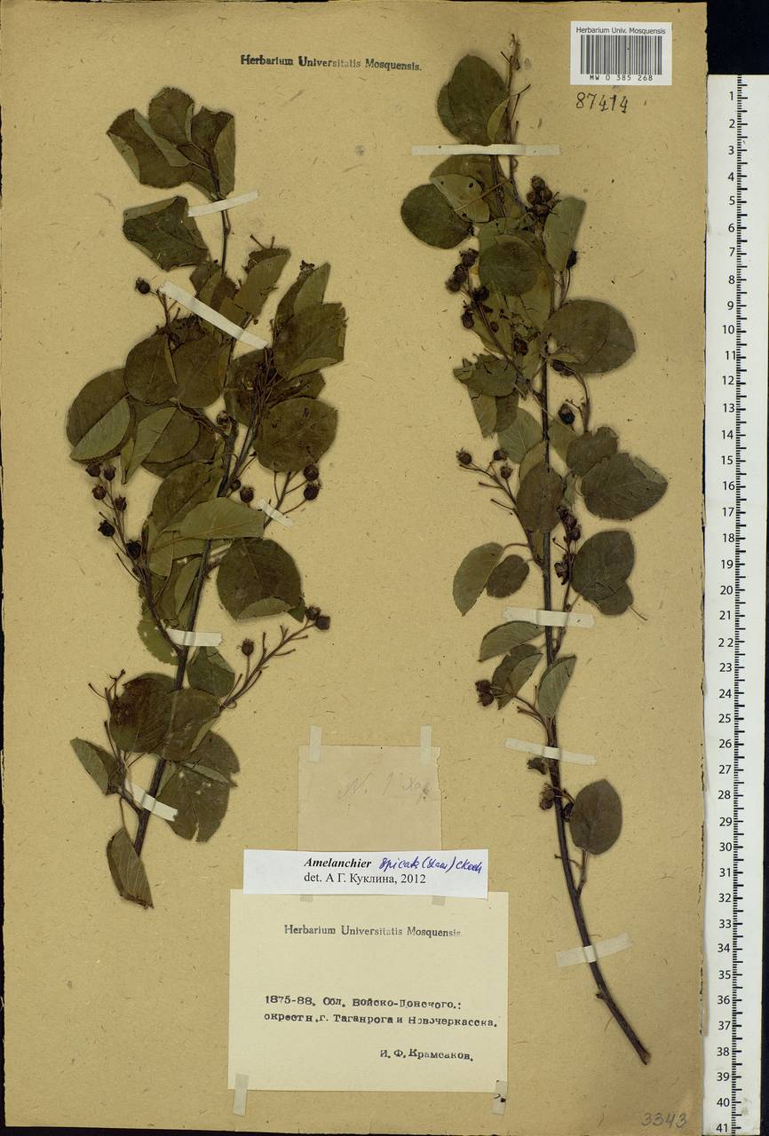 Amelanchier × spicata (Lam.) K. Koch, Eastern Europe, Rostov Oblast (E12a) (Russia)