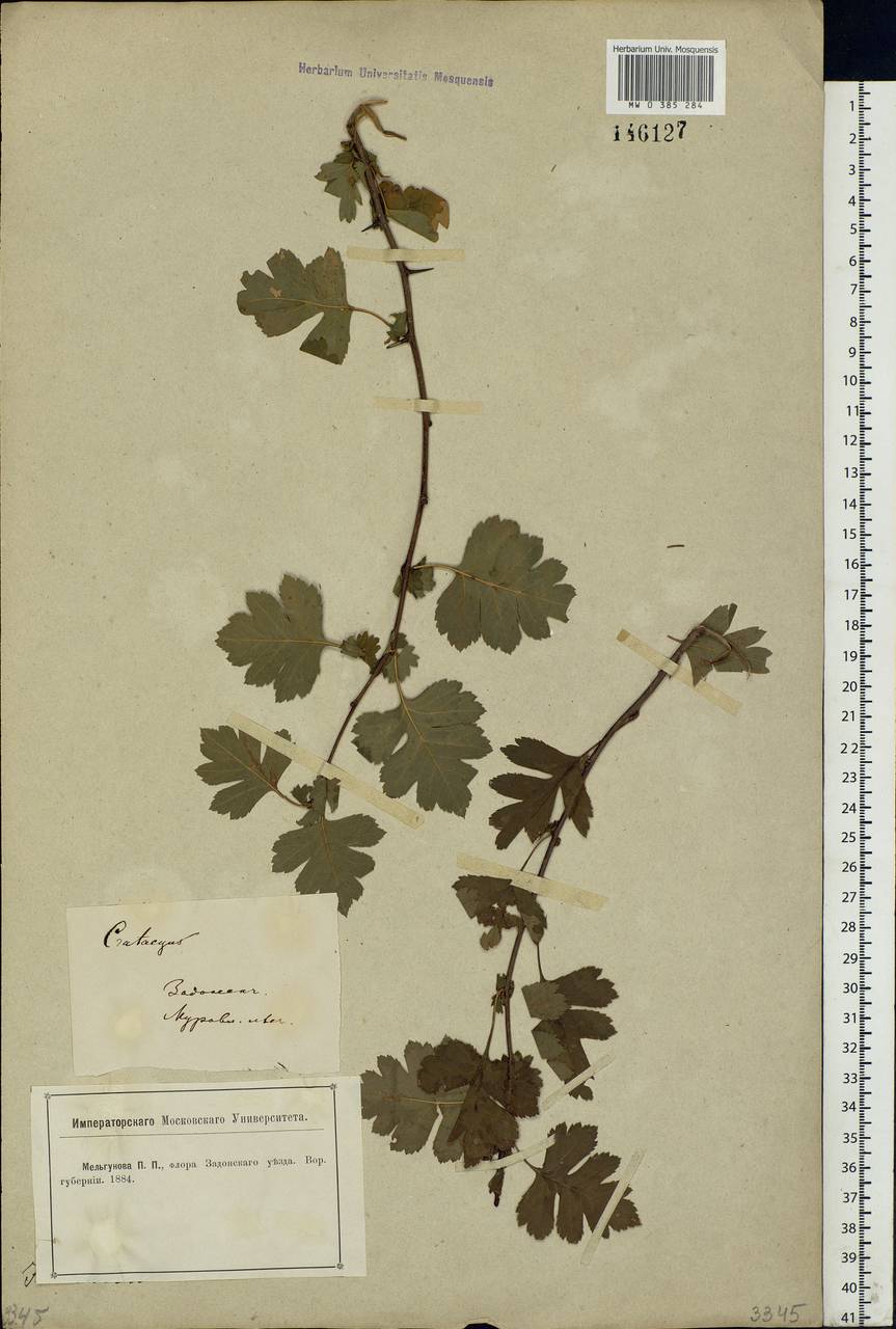 Crataegus, Eastern Europe, Central forest-and-steppe region (E6) (Russia)