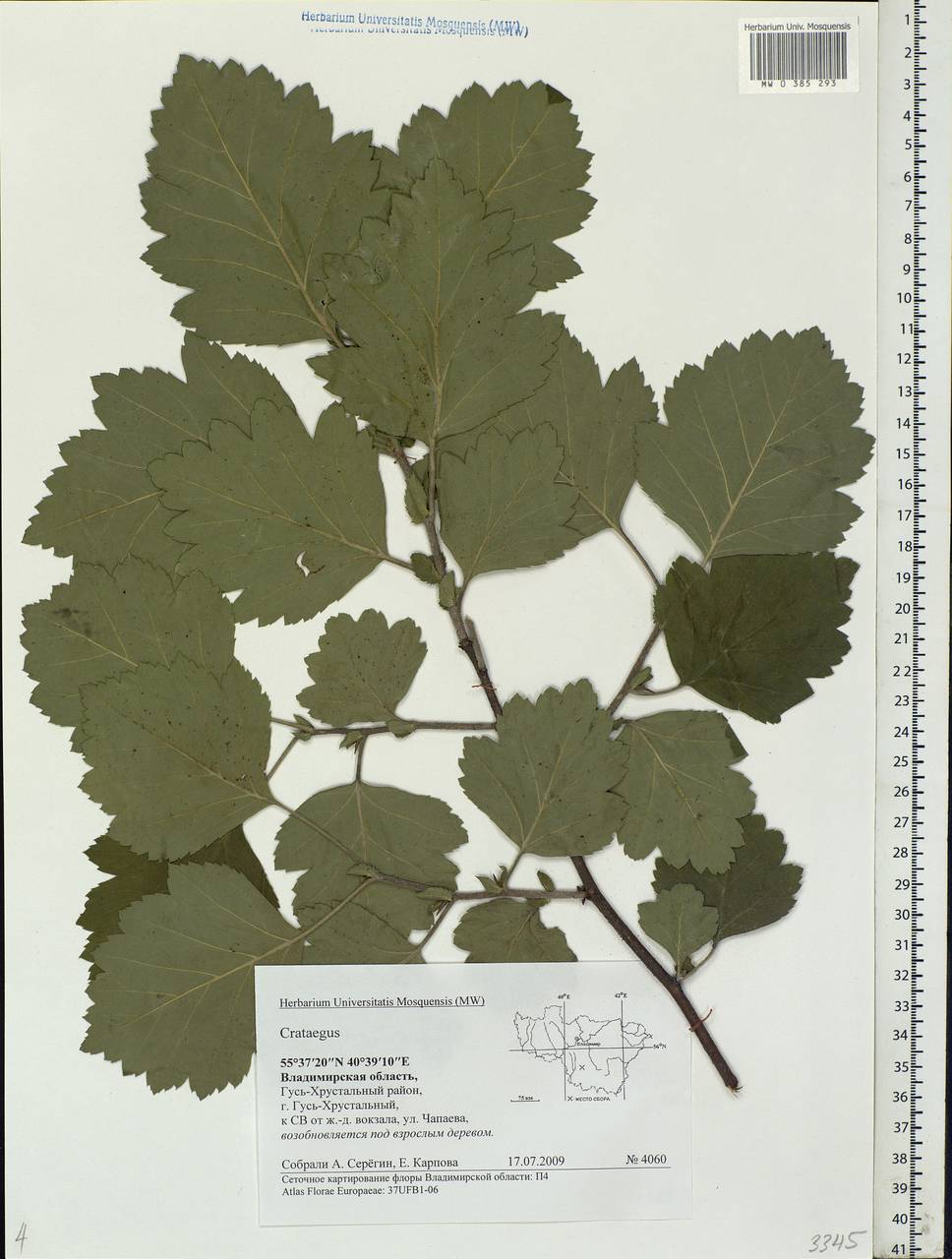 Crataegus, Eastern Europe, Central region (E4) (Russia)