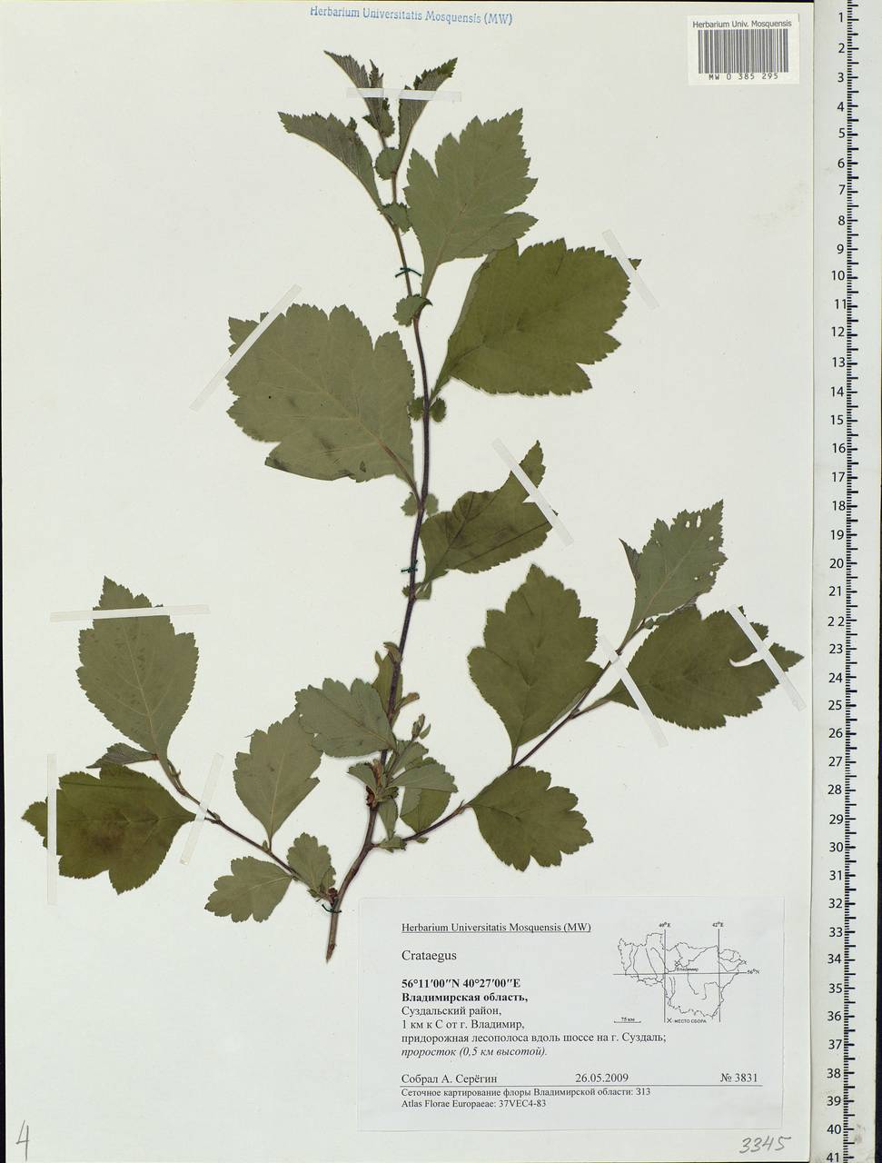Crataegus, Eastern Europe, Central region (E4) (Russia)