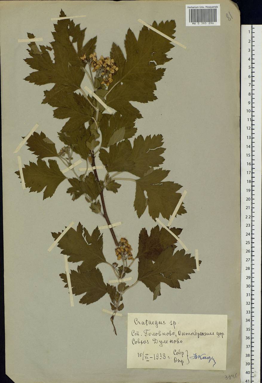 Crataegus, Eastern Europe, Moscow region (E4a) (Russia)