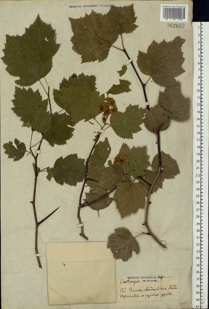 Crataegus, Eastern Europe, South Ukrainian region (E12) (Ukraine)