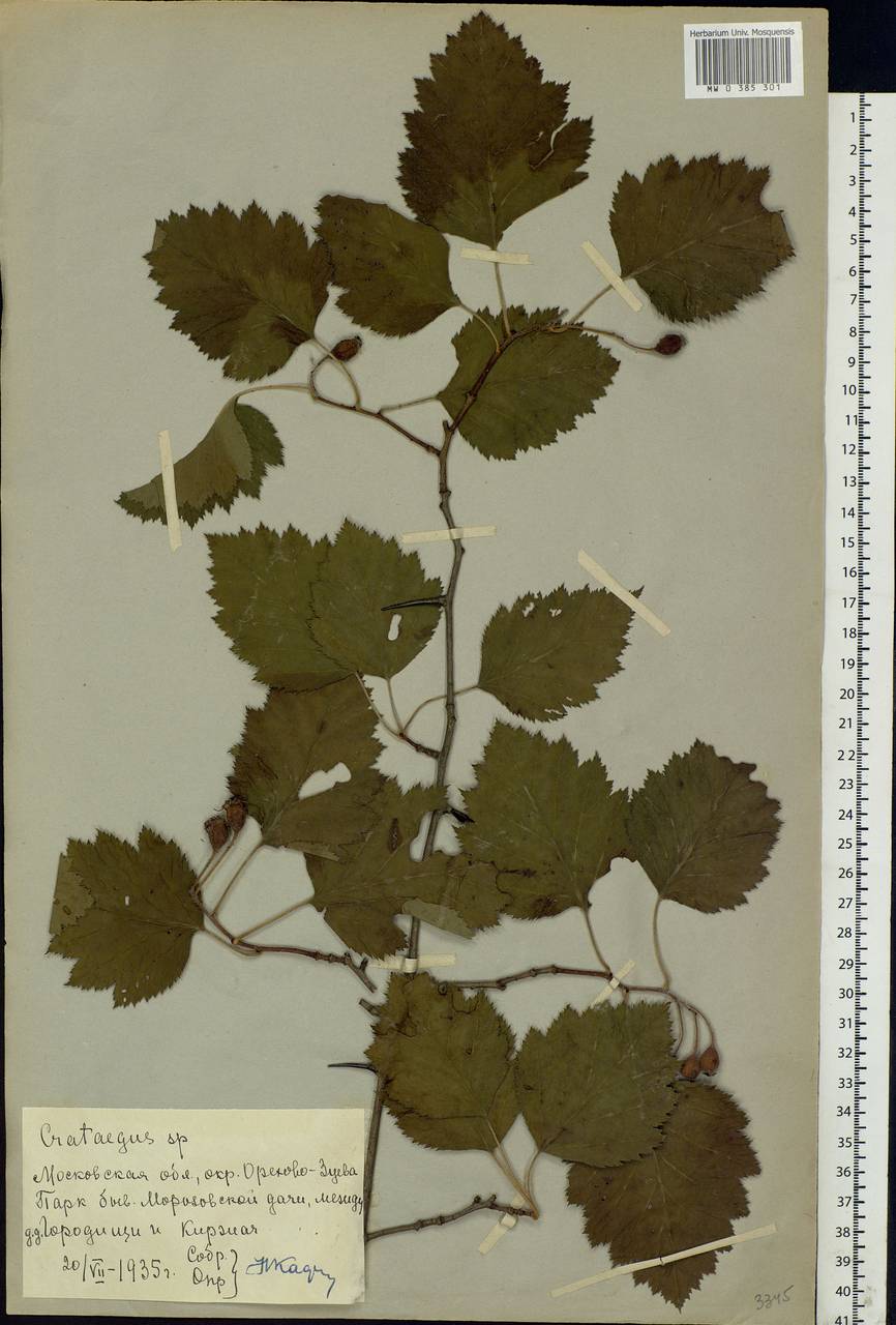 Crataegus, Eastern Europe, Moscow region (E4a) (Russia)