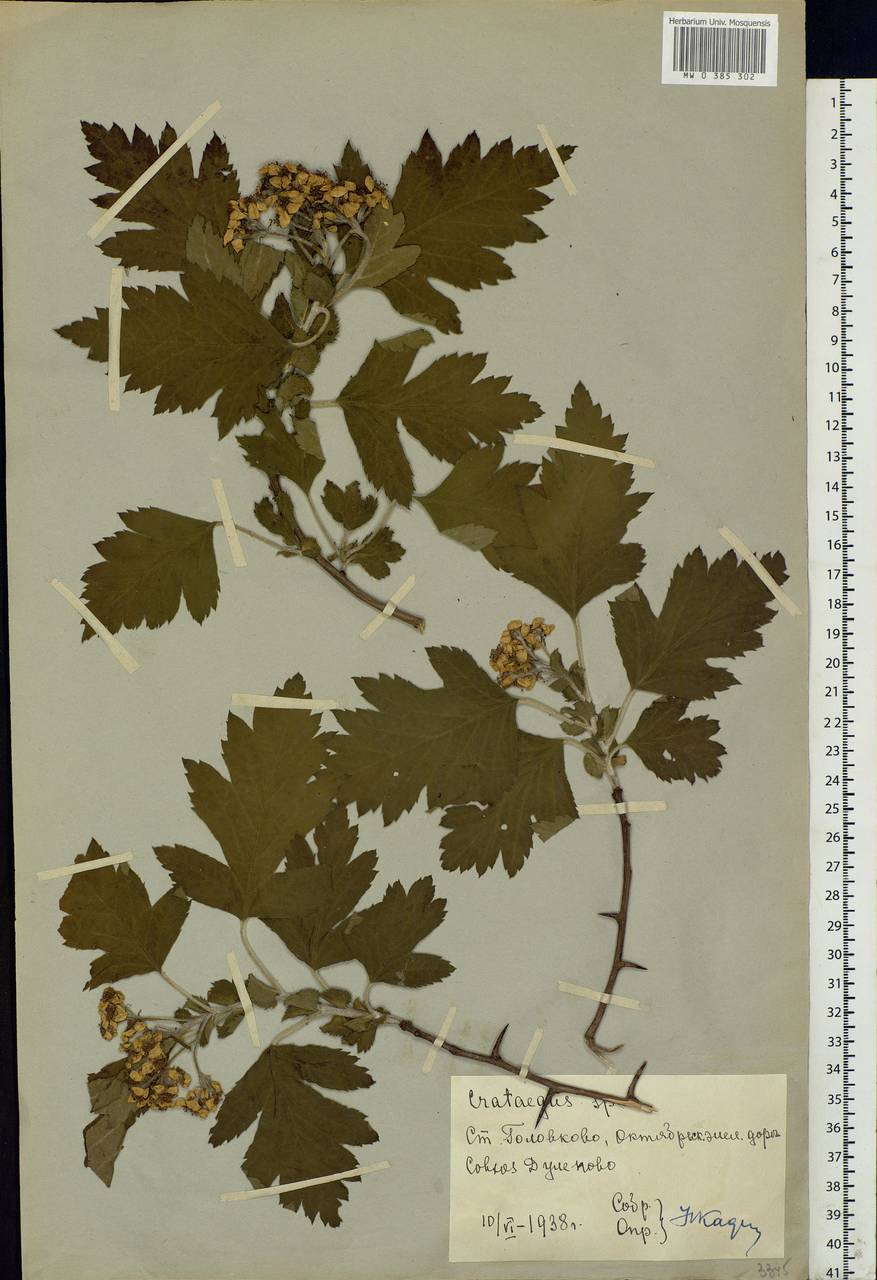 Crataegus, Eastern Europe, Moscow region (E4a) (Russia)