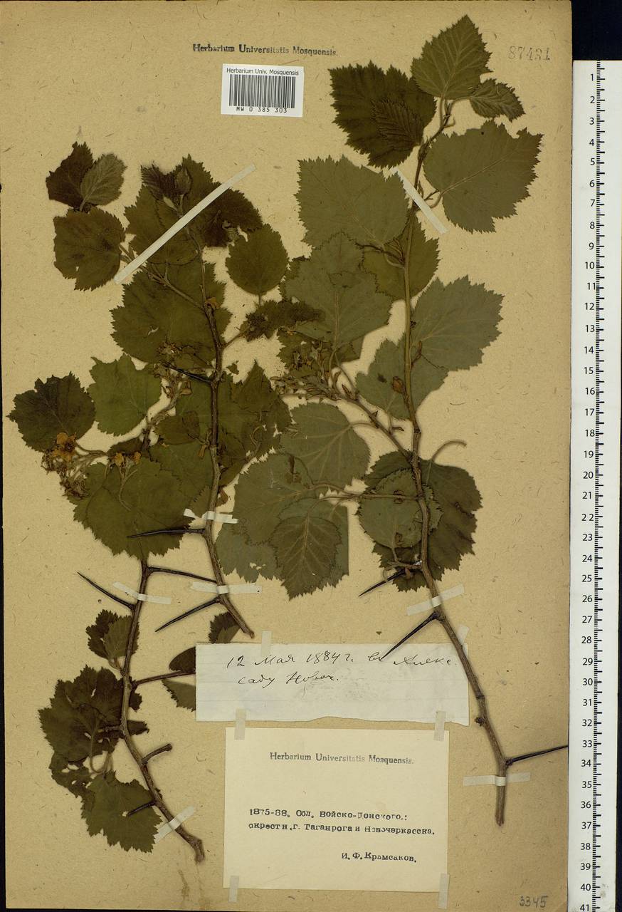Crataegus, Eastern Europe, Rostov Oblast (E12a) (Russia)