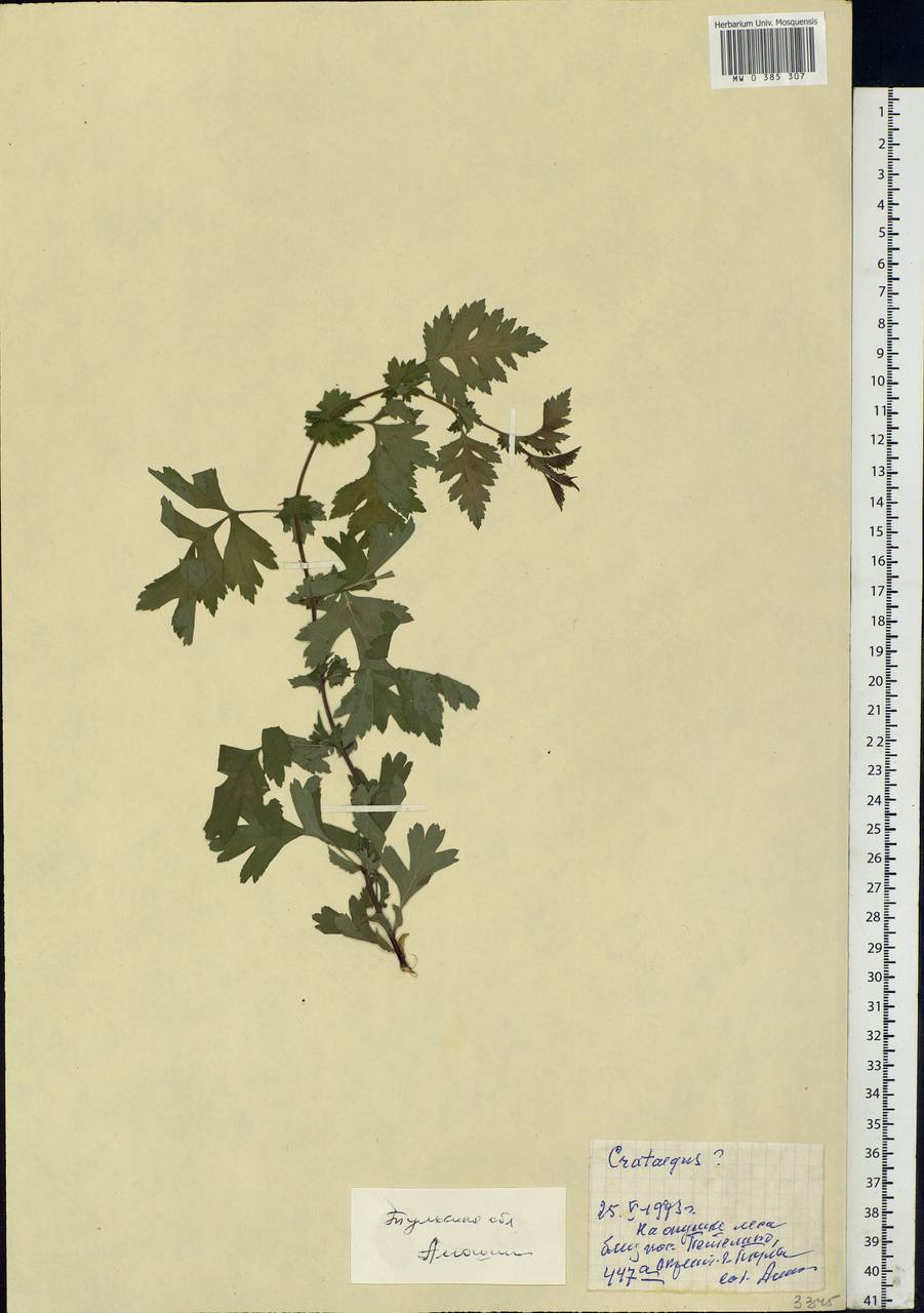 Crataegus, Eastern Europe, Central region (E4) (Russia)
