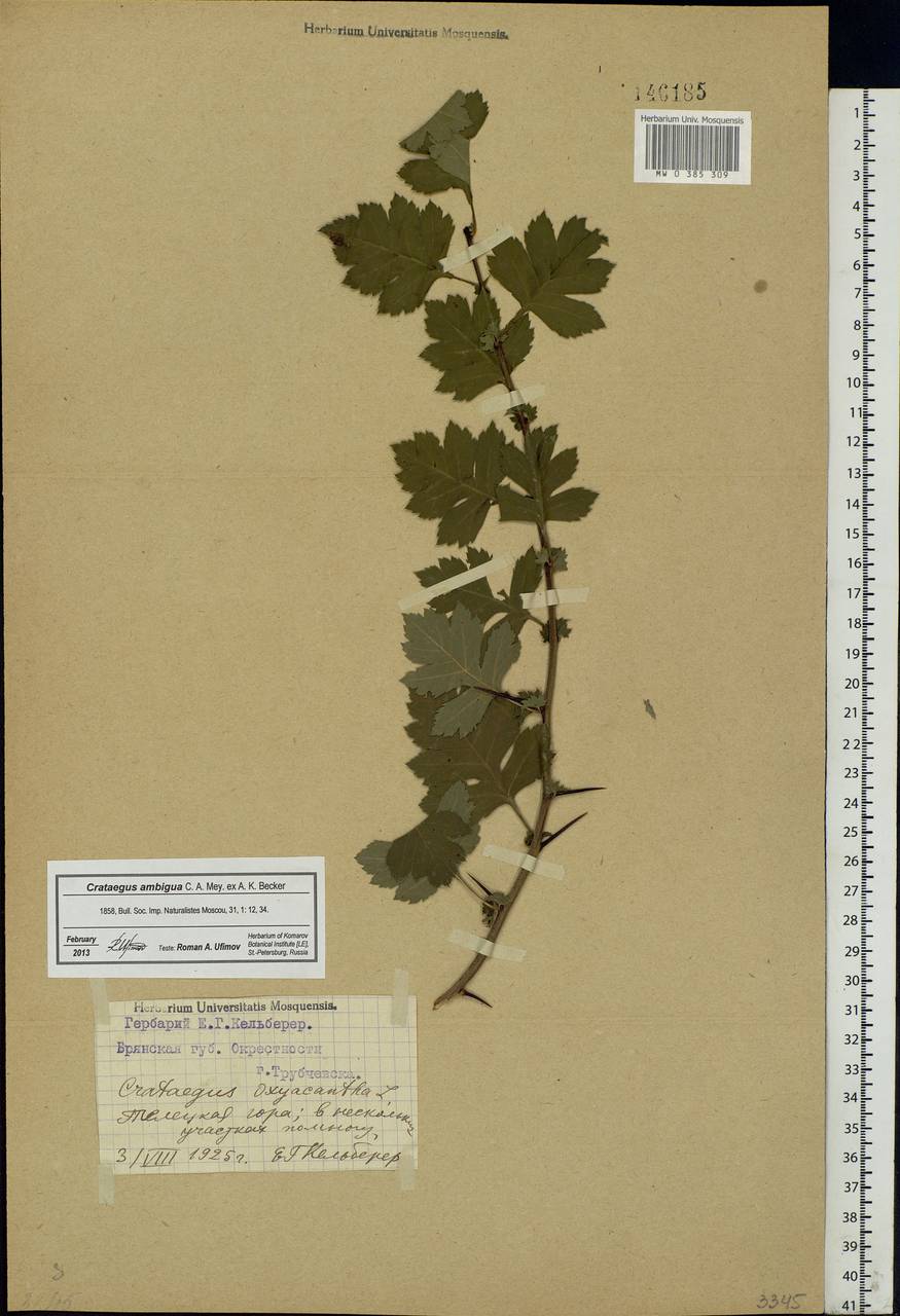 Crataegus ambigua C. A. Mey. ex A. K. Becker, Eastern Europe, Western region (E3) (Russia)
