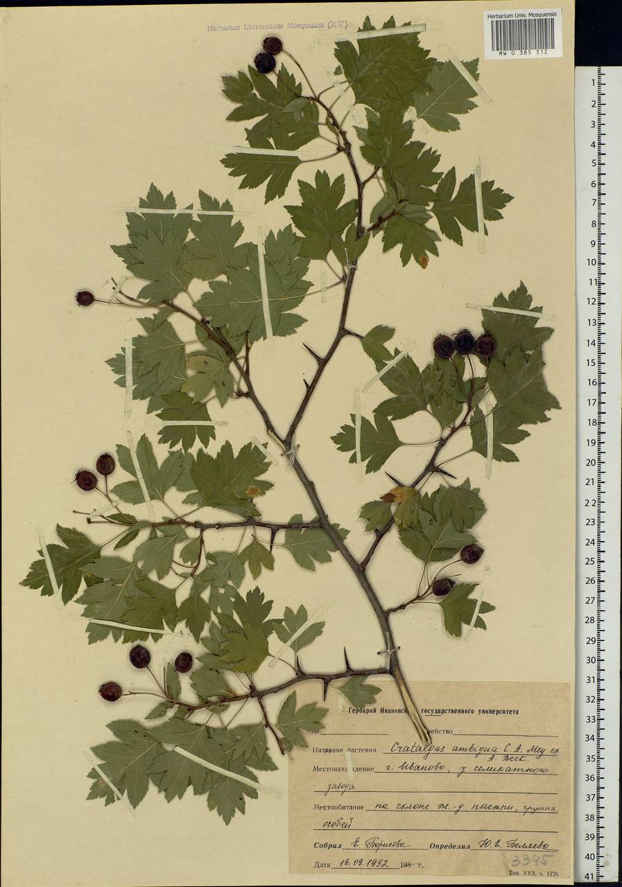 Crataegus ambigua C. A. Mey. ex A. K. Becker, Eastern Europe, Central forest region (E5) (Russia)