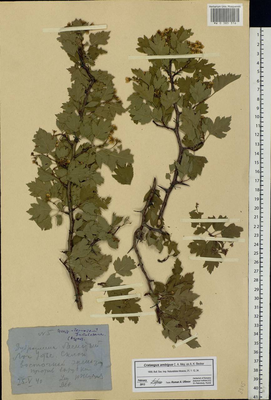 Crataegus ambigua C. A. Mey. ex A. K. Becker, Eastern Europe, Central forest-and-steppe region (E6) (Russia)