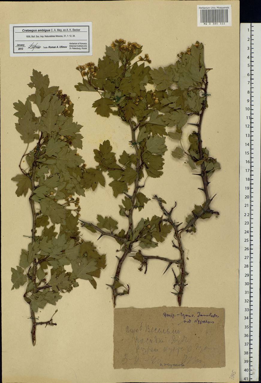 Crataegus ambigua C. A. Mey. ex A. K. Becker, Eastern Europe, Central forest-and-steppe region (E6) (Russia)