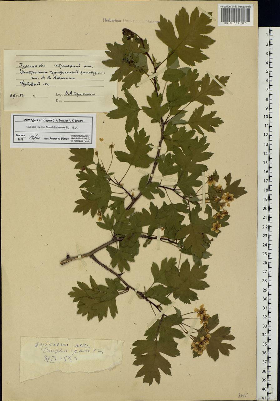 Crataegus ambigua C. A. Mey. ex A. K. Becker, Eastern Europe, Central forest-and-steppe region (E6) (Russia)