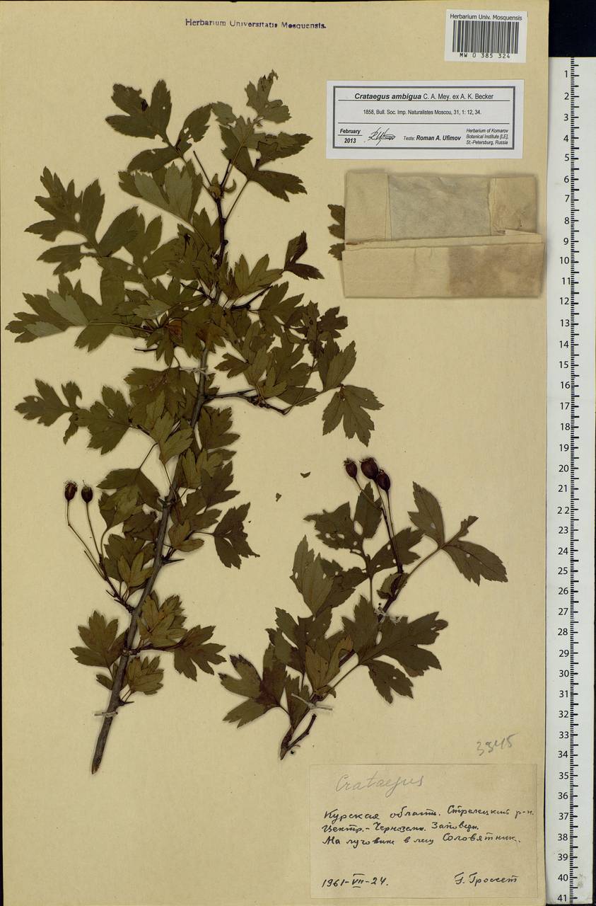 Crataegus ambigua C. A. Mey. ex A. K. Becker, Eastern Europe, Central forest-and-steppe region (E6) (Russia)