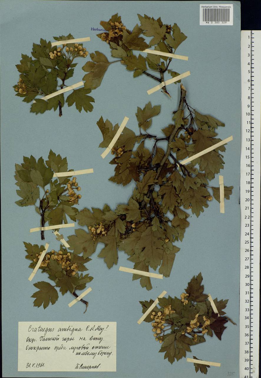 Crataegus ambigua C. A. Mey. ex A. K. Becker, Eastern Europe, Central forest-and-steppe region (E6) (Russia)