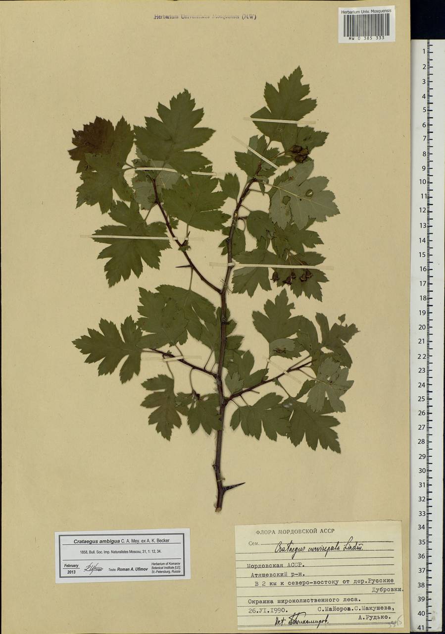 Crataegus ambigua C. A. Mey. ex A. K. Becker, Eastern Europe, Middle Volga region (E8) (Russia)
