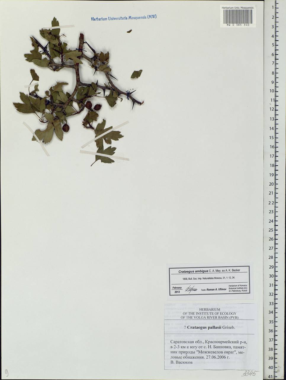 Crataegus ambigua C. A. Mey. ex A. K. Becker, Eastern Europe, Lower Volga region (E9) (Russia)