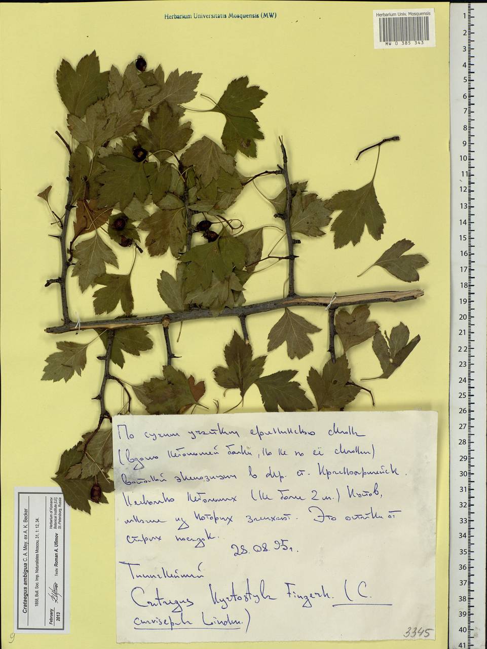 Crataegus ambigua C. A. Mey. ex A. K. Becker, Eastern Europe, Lower Volga region (E9) (Russia)