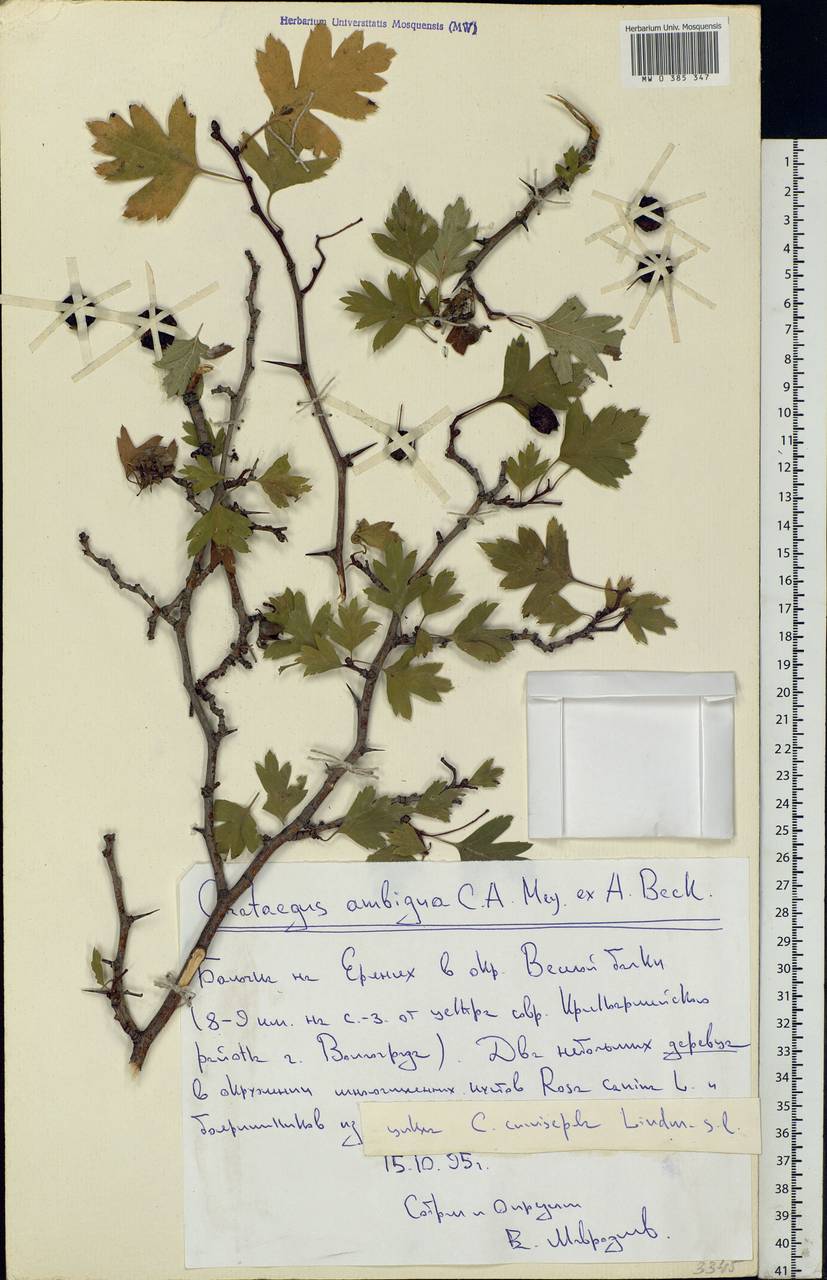 Crataegus ambigua C. A. Mey. ex A. K. Becker, Eastern Europe, Lower Volga region (E9) (Russia)
