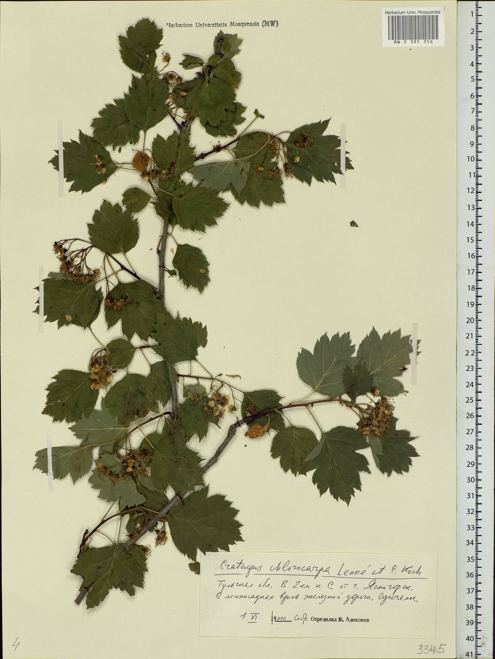 Crataegus chlorocarpa Lenné & C. Koch, Eastern Europe, Central region (E4) (Russia)