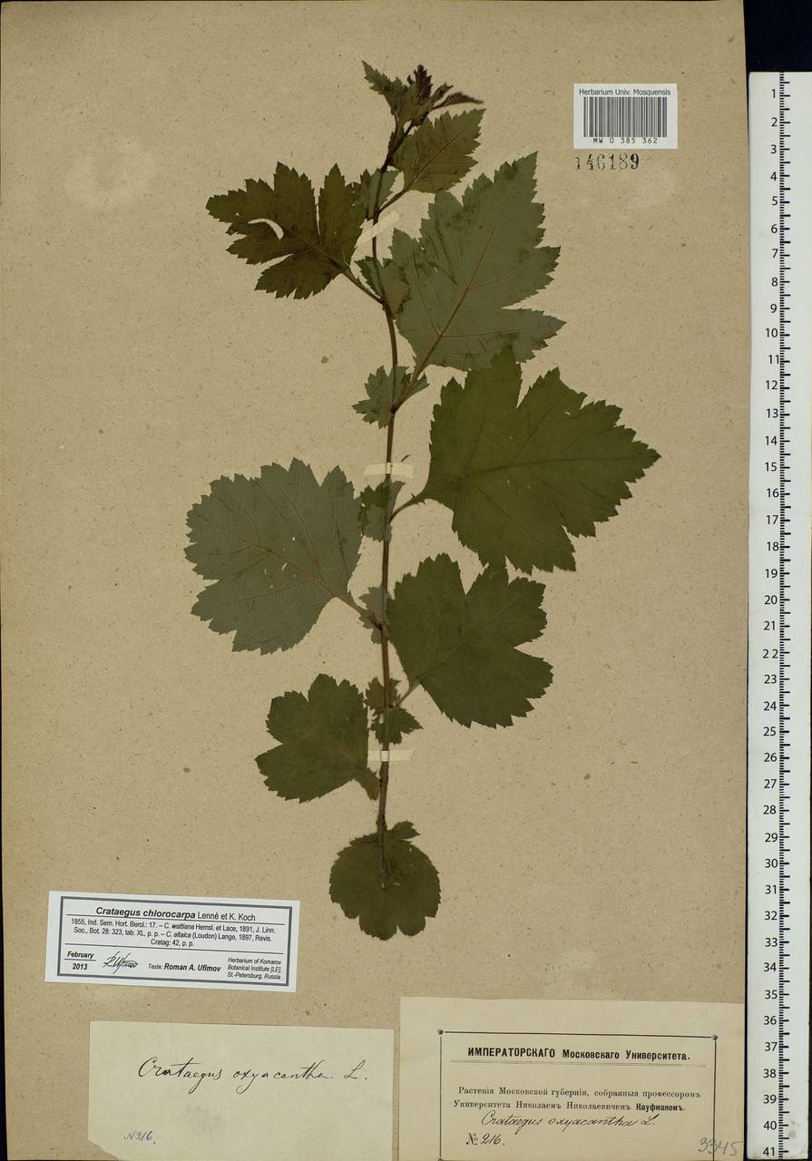 Crataegus chlorocarpa Lenné & C. Koch, Eastern Europe, Moscow region (E4a) (Russia)