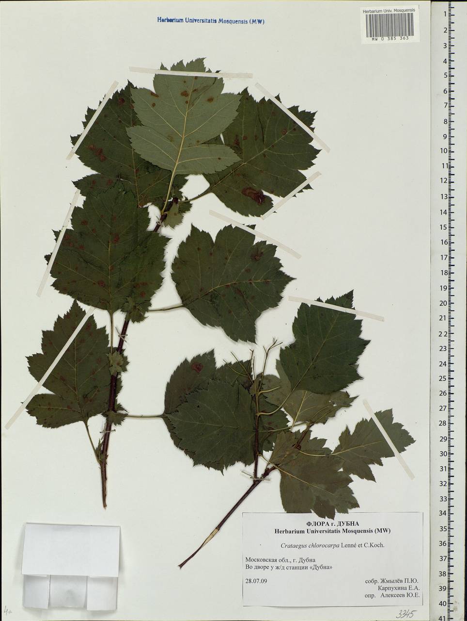 Crataegus chlorocarpa Lenné & C. Koch, Eastern Europe, Moscow region (E4a) (Russia)