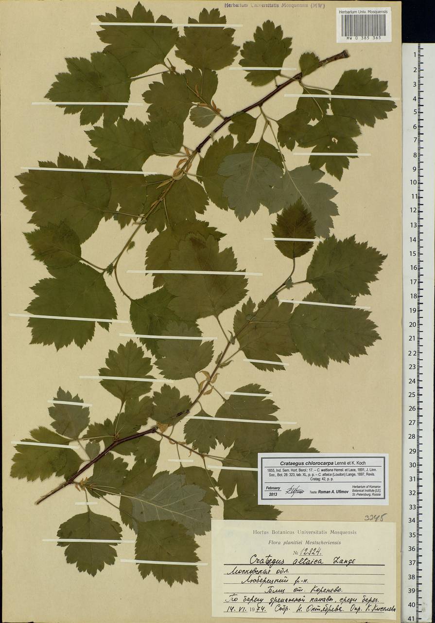 Crataegus chlorocarpa Lenné & C. Koch, Eastern Europe, Moscow region (E4a) (Russia)