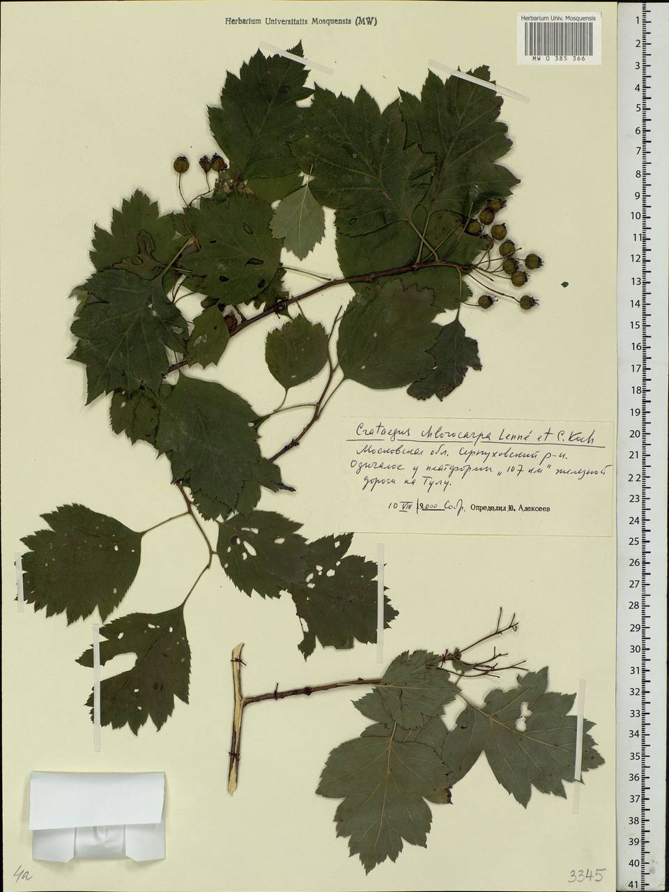 Crataegus chlorocarpa Lenné & C. Koch, Eastern Europe, Moscow region (E4a) (Russia)