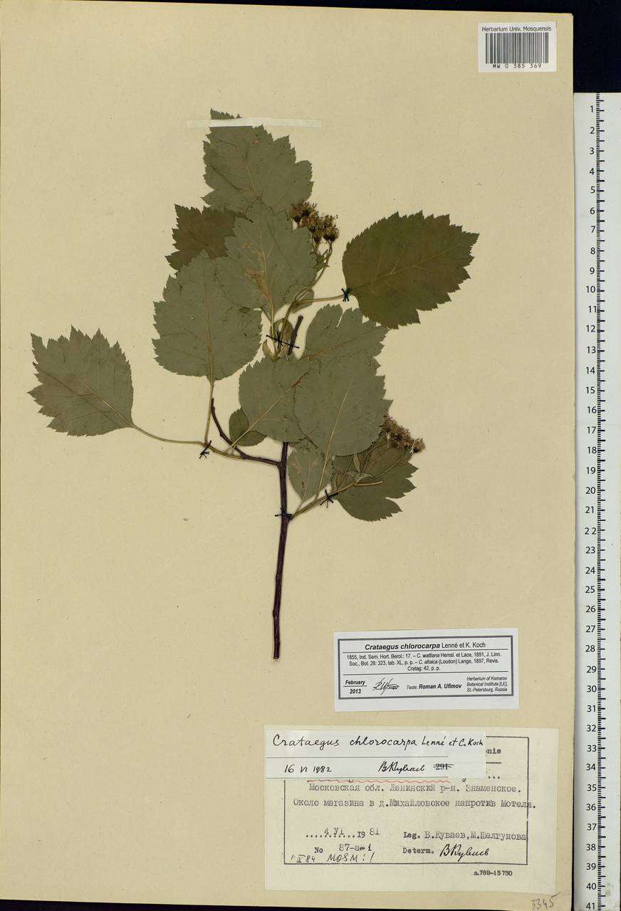 Crataegus chlorocarpa Lenné & C. Koch, Eastern Europe, Moscow region (E4a) (Russia)