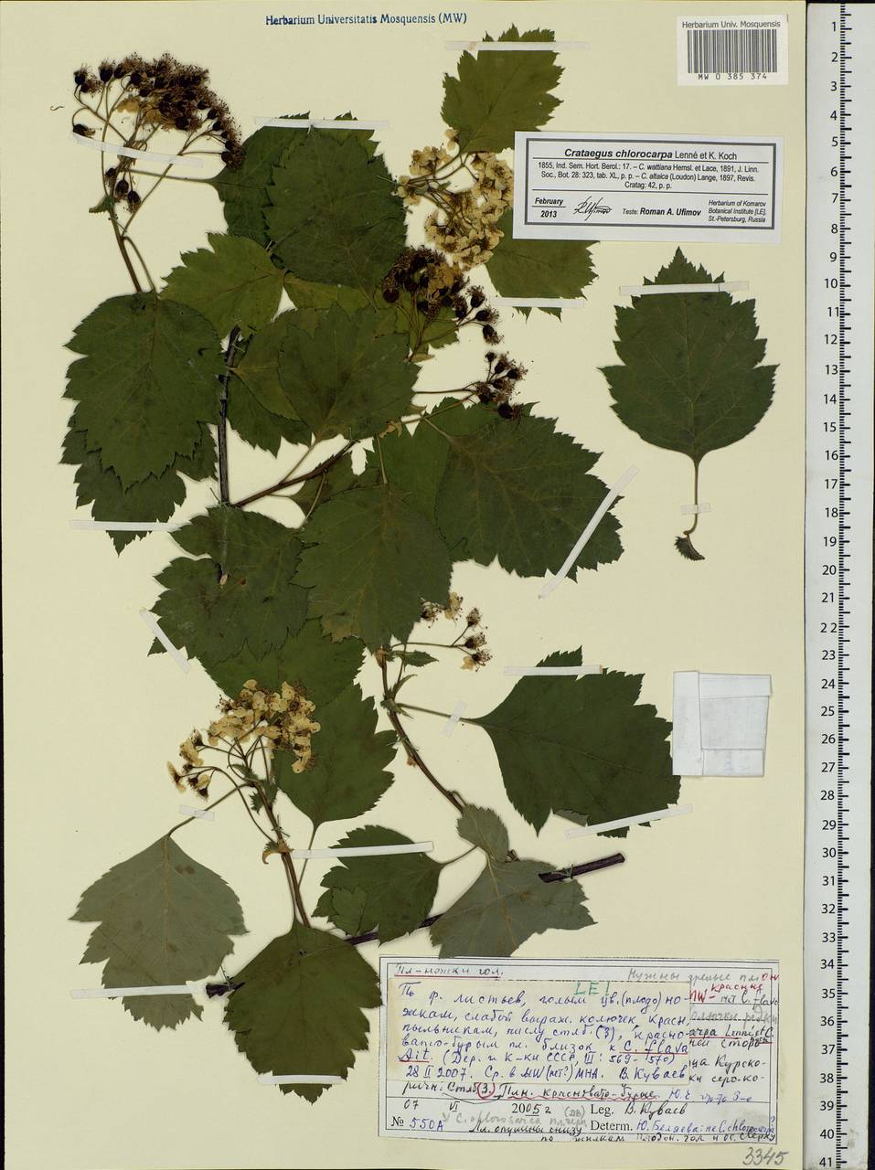 Crataegus chlorocarpa Lenné & C. Koch, Eastern Europe, Moscow region (E4a) (Russia)