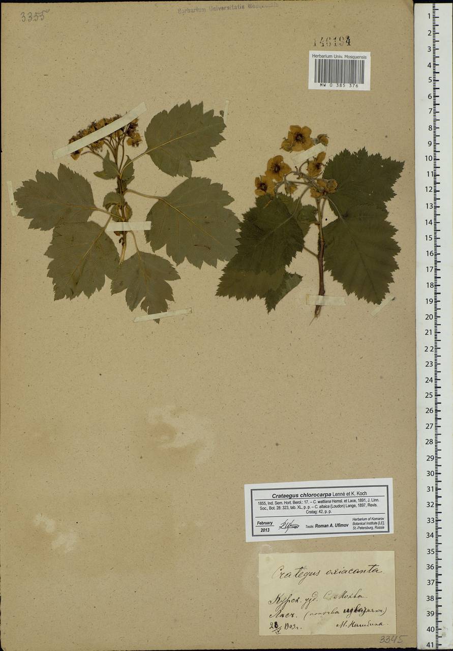 Crataegus chlorocarpa Lenné & C. Koch, Eastern Europe, Central forest-and-steppe region (E6) (Russia)