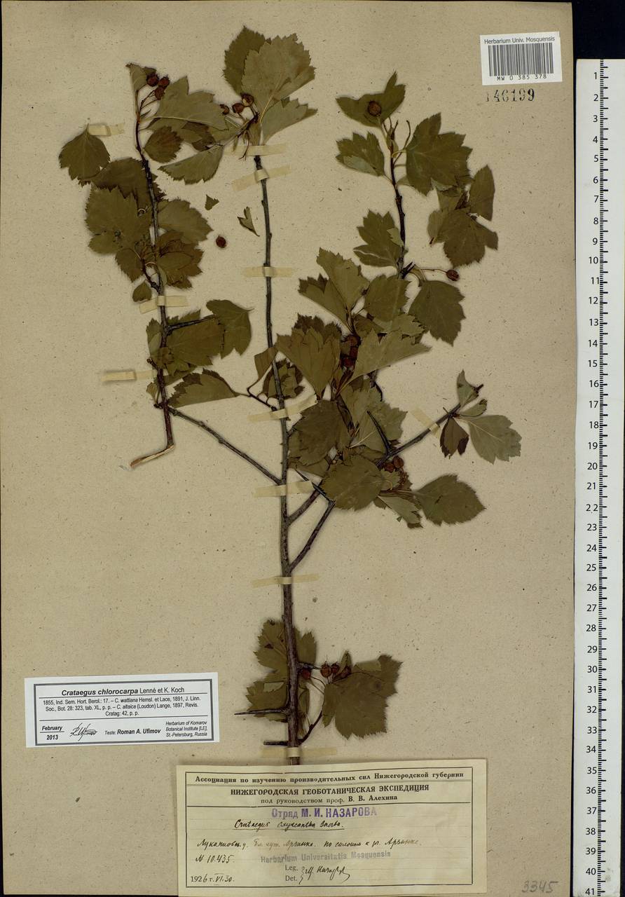 Crataegus chlorocarpa Lenné & C. Koch, Eastern Europe, Volga-Kama region (E7) (Russia)