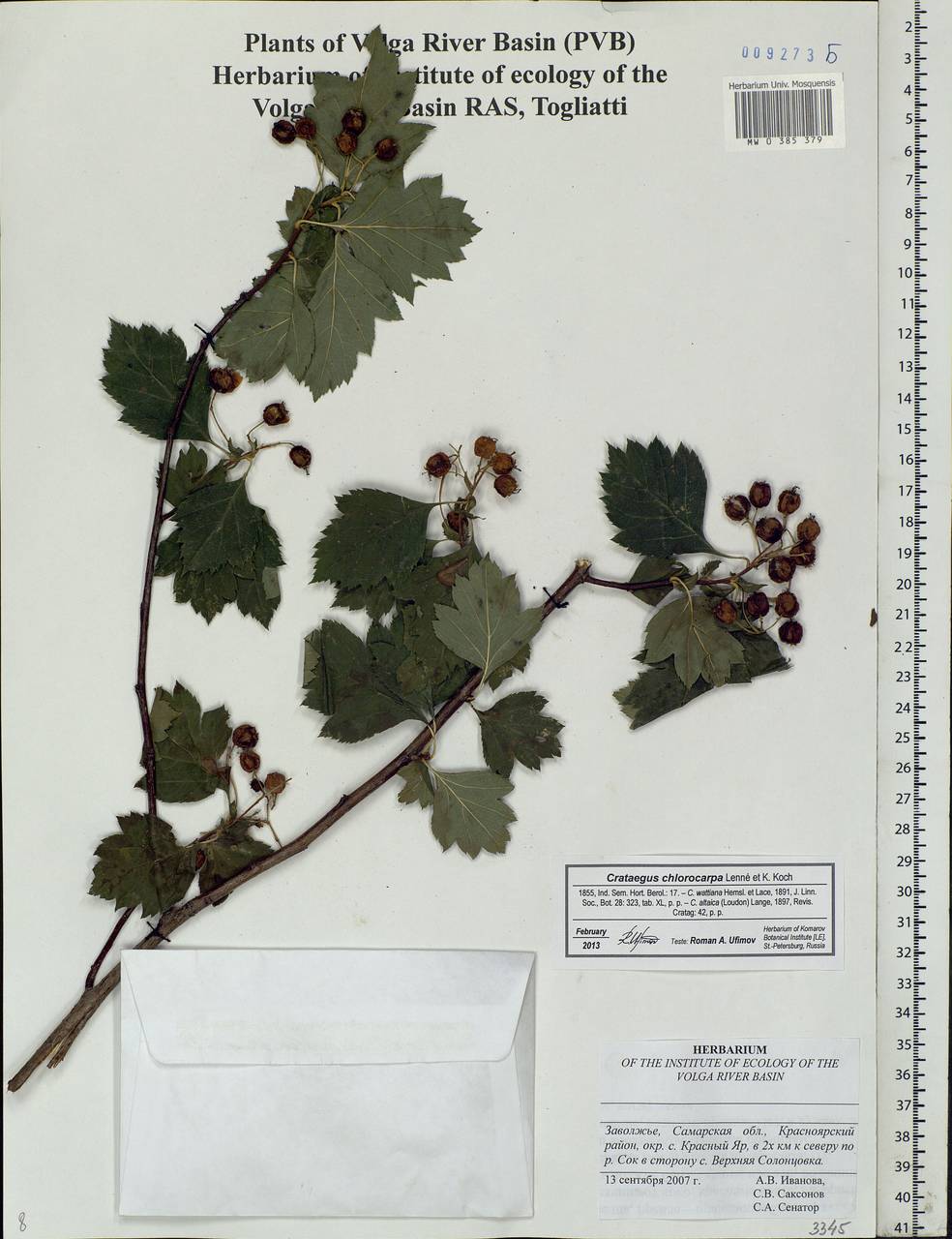 Crataegus chlorocarpa Lenné & C. Koch, Eastern Europe, Middle Volga region (E8) (Russia)
