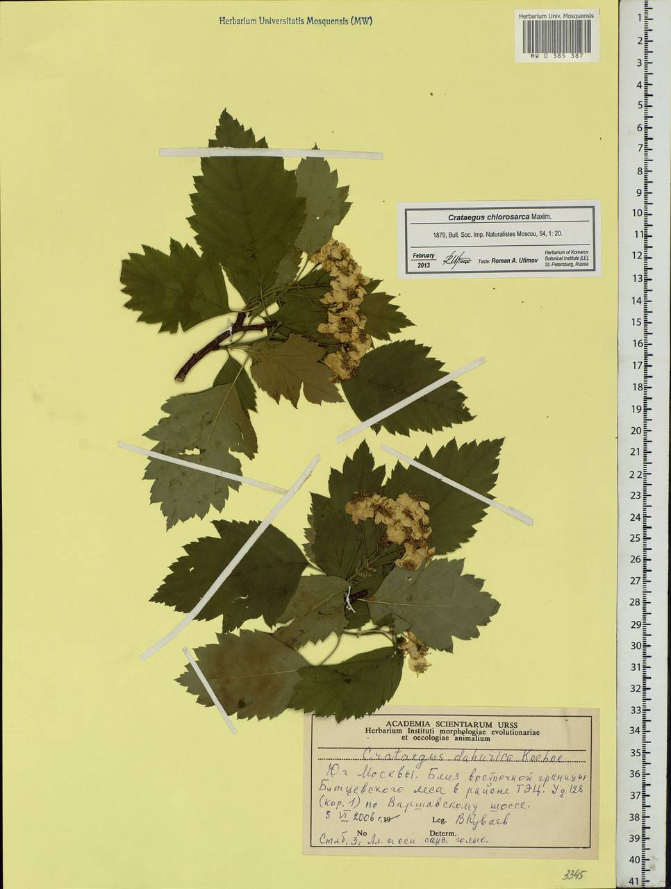 Crataegus chlorosarca Maxim., Eastern Europe, Moscow region (E4a) (Russia)