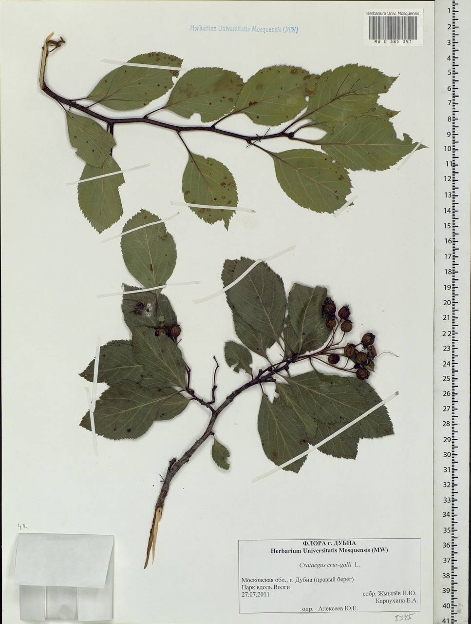 Crataegus crus-galli L., Eastern Europe, Moscow region (E4a) (Russia)