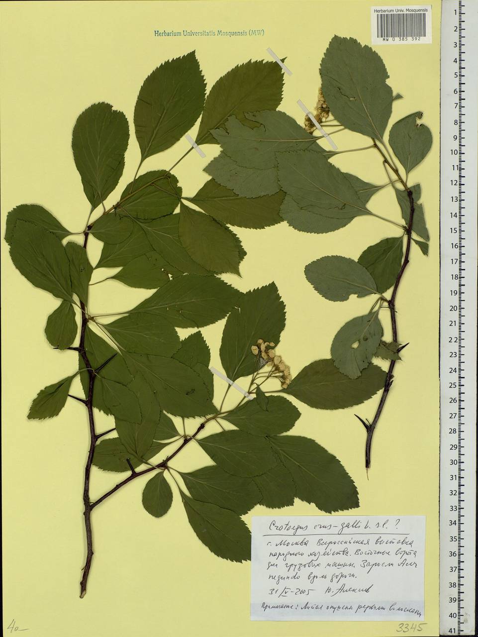 Crataegus crus-galli L., Eastern Europe, Moscow region (E4a) (Russia)