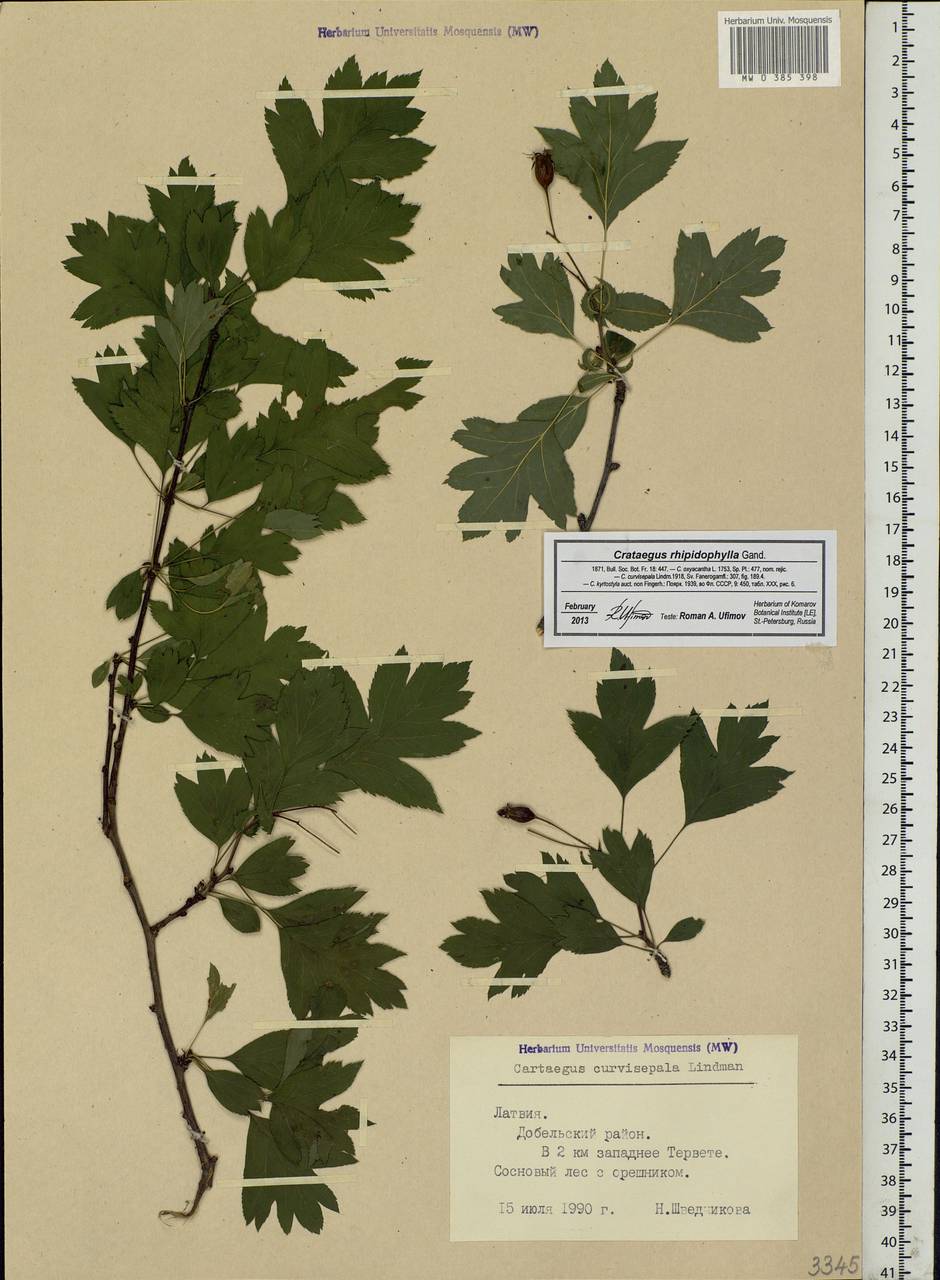 Crataegus praemonticola Holub, Eastern Europe, Latvia (E2b) (Latvia)