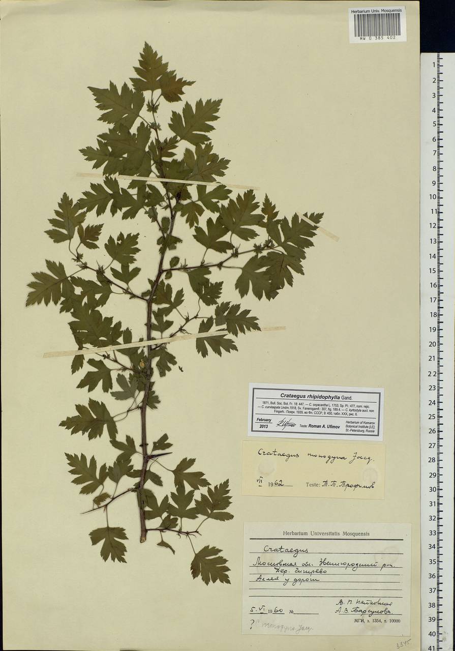 Crataegus praemonticola Holub, Eastern Europe, Moscow region (E4a) (Russia)
