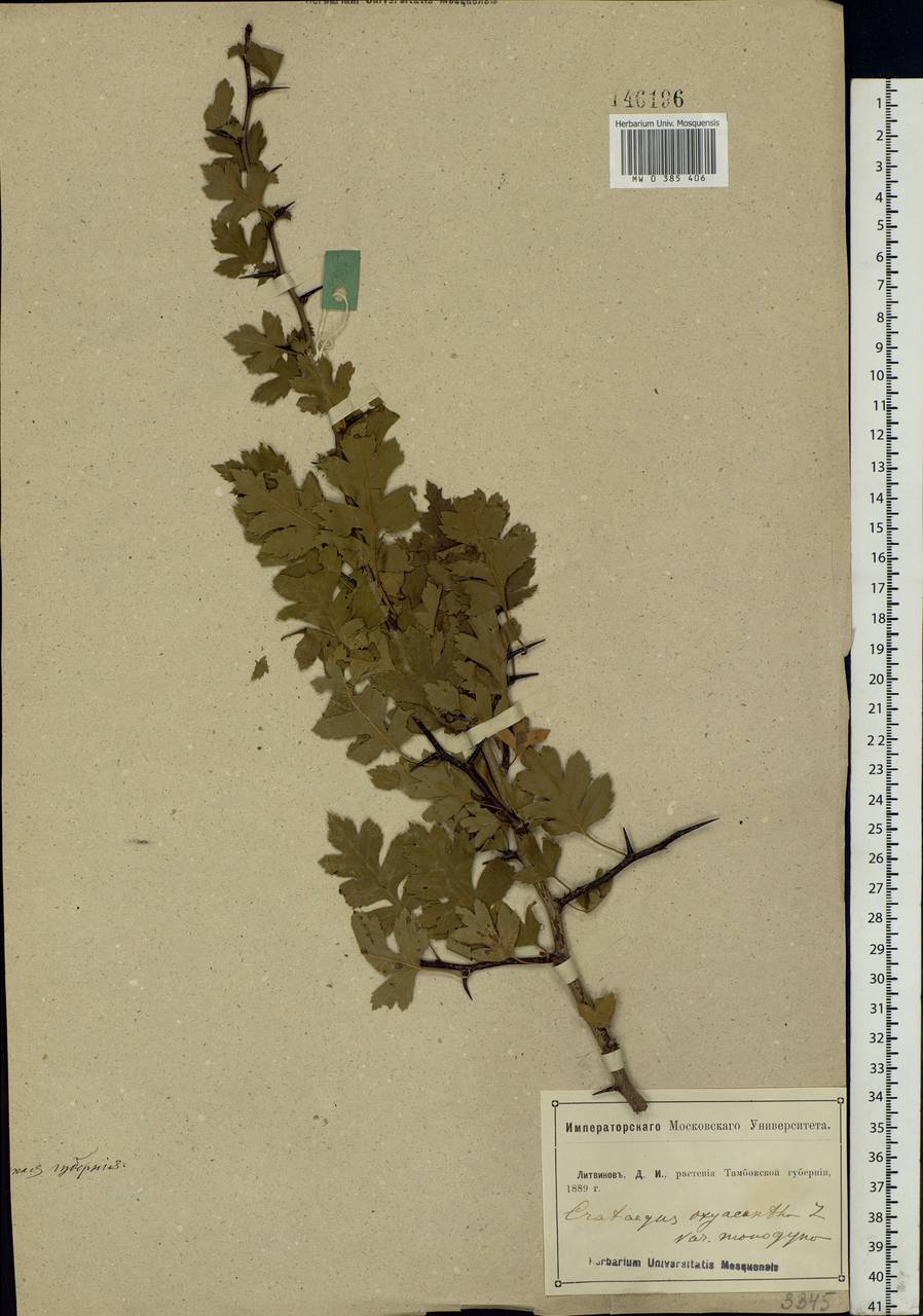 Crataegus praemonticola Holub, Eastern Europe, Central forest-and-steppe region (E6) (Russia)