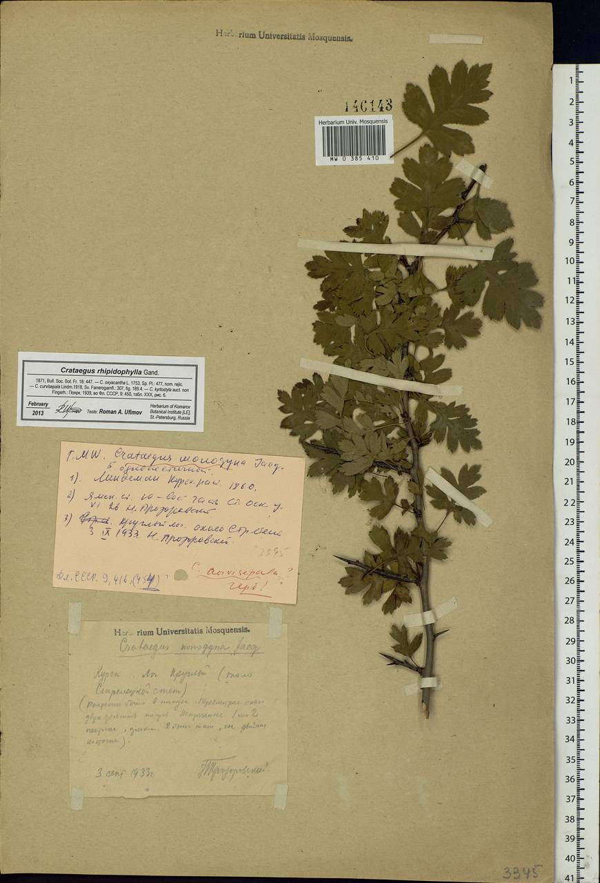 Crataegus praemonticola Holub, Eastern Europe, Central forest-and-steppe region (E6) (Russia)