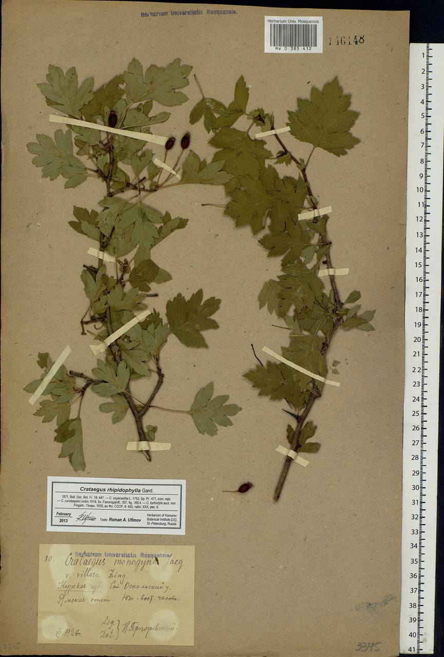 Crataegus praemonticola Holub, Eastern Europe, Central forest-and-steppe region (E6) (Russia)