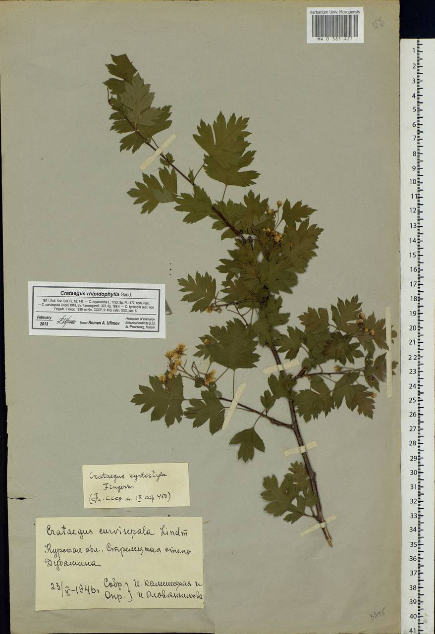 Crataegus praemonticola Holub, Eastern Europe, Central forest-and-steppe region (E6) (Russia)