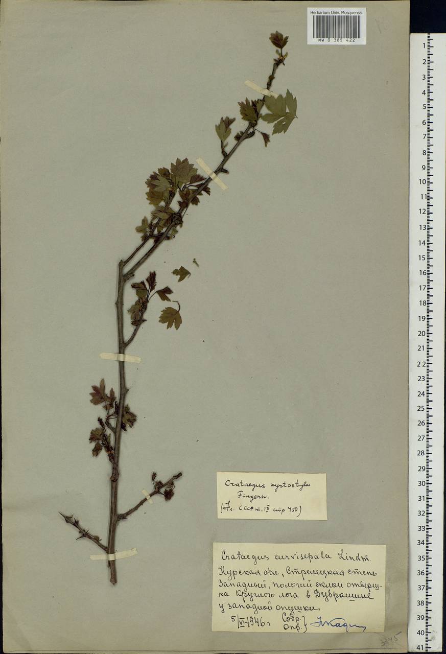 Crataegus praemonticola Holub, Eastern Europe, Central forest-and-steppe region (E6) (Russia)
