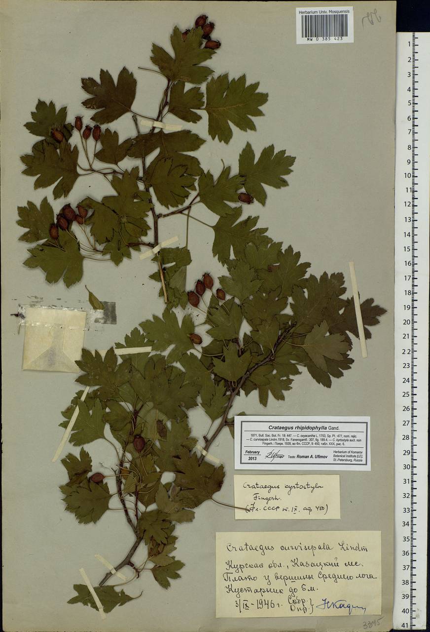 Crataegus praemonticola Holub, Eastern Europe, Central forest-and-steppe region (E6) (Russia)