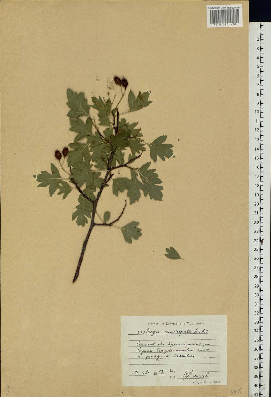 Crataegus praemonticola Holub, Eastern Europe, Lower Volga region (E9) (Russia)