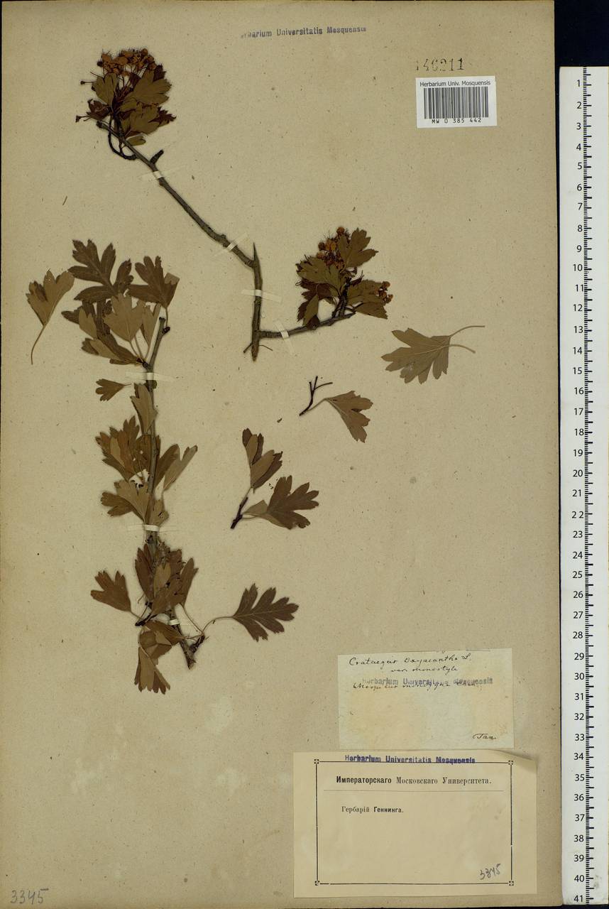 Crataegus praemonticola Holub, Eastern Europe, Rostov Oblast (E12a) (Russia)