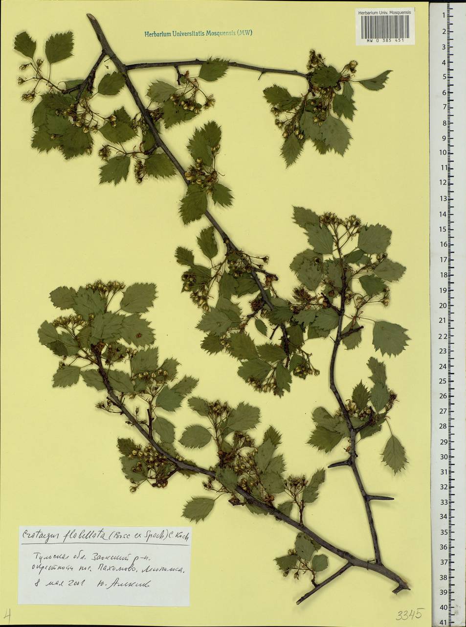 Crataegus flabellata Bosc ex M. Roem., Eastern Europe, Central region (E4) (Russia)