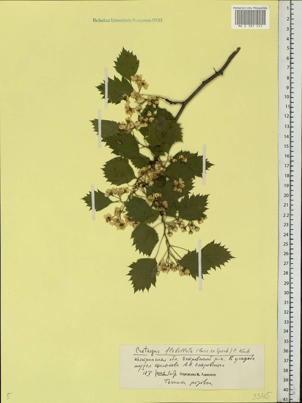 Crataegus flabellata Bosc ex M. Roem., Eastern Europe, Central forest region (E5) (Russia)