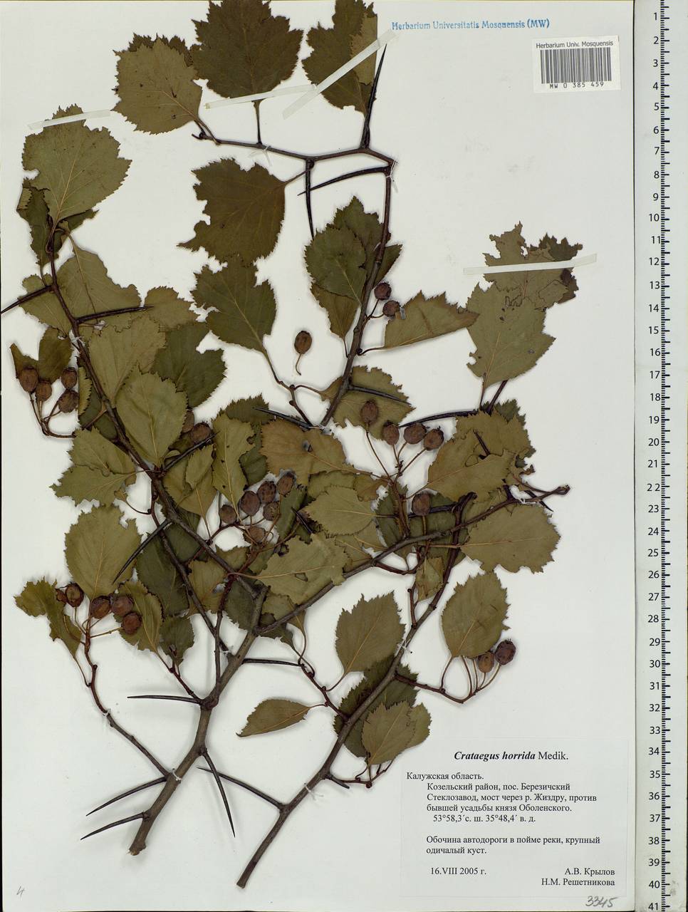 Crataegus chrysocarpa Ashe, Eastern Europe, Central region (E4) (Russia)