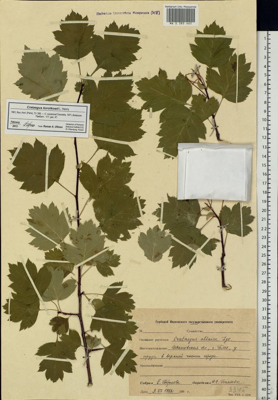 Crataegus pinnatifidus var. major N. E. Br., Eastern Europe, Central forest region (E5) (Russia)