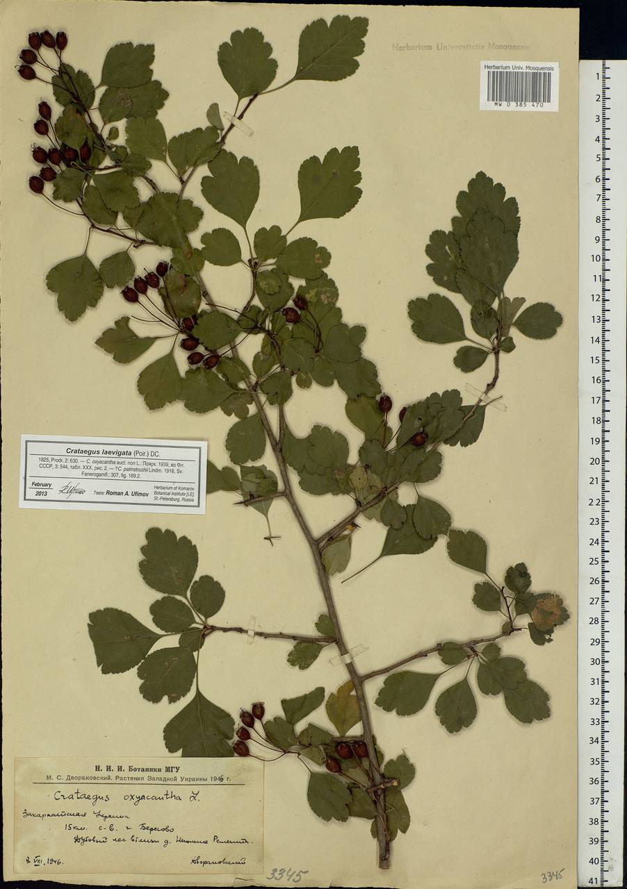 Crataegus laevigata (Poir.) DC., Eastern Europe, West Ukrainian region (E13) (Ukraine)